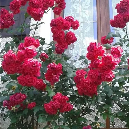 Gemütliche Landhauswohnung Apartamento Mondsee